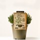 Thyme, aromatic plant suitable for drying